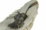 Spiny Trident Walliserops Trilobite - Foum Zguid, Morocco #354577-4